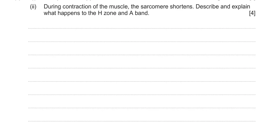Summer 2024 Unit 4, question 8(a)(ii): During contraction of the muscle, the sarcomere shortens. Describe and explain what happens to the H zone and A band. [4]