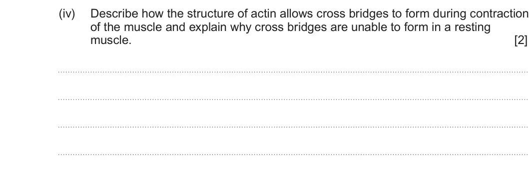 Summer 2024 Unit 4, question 8(a)(iv): Describe how the structure of actin allows cross bridges to form during contraction of the muscle and explain why cross bridges are unable to form in a resting