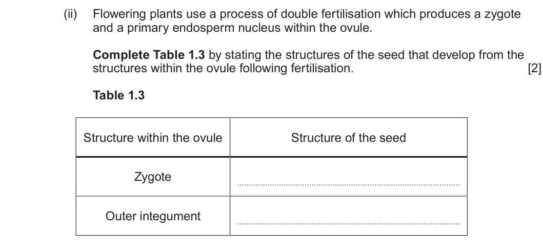Summer 2025 Unit 4, question 1(b)(ii): Flowering plants use a process of double fertilisation which produces a zygote and a primary endosperm nucleus within the ovule. Complete Table 1.3 by stating t