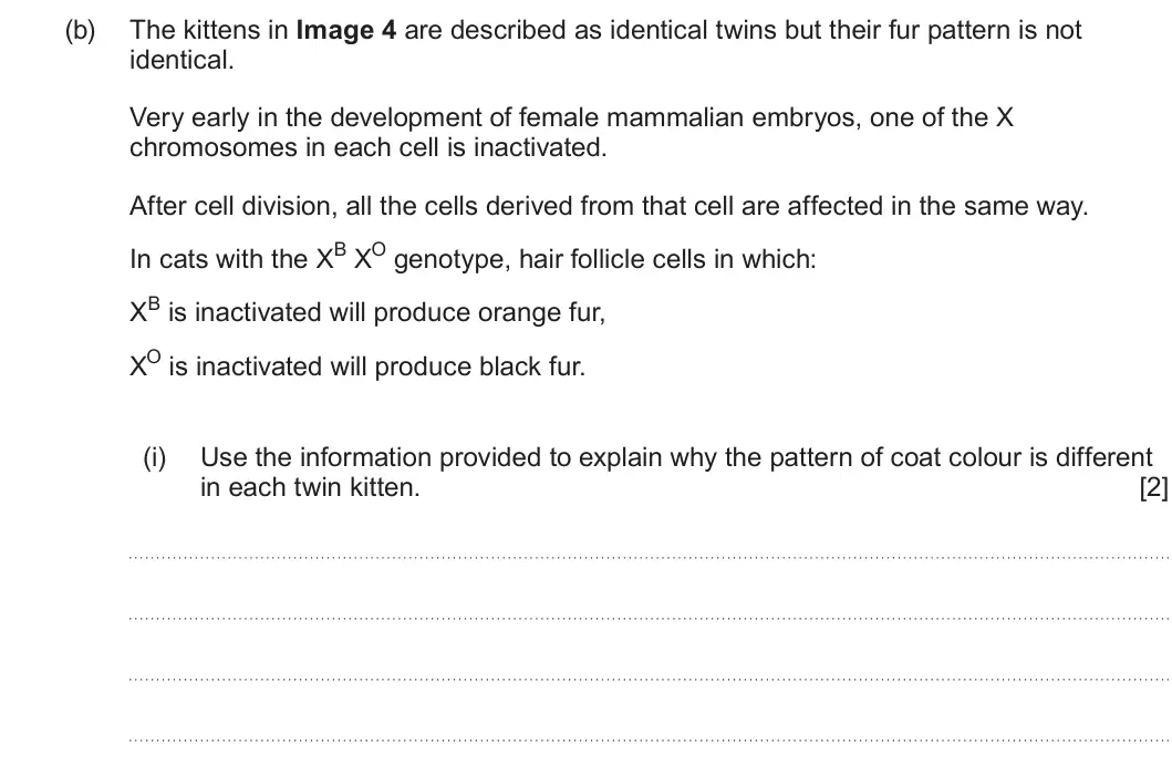 Summer 2025 Unit 4, question 4(b)(i): Use the information provided to explain why the pattern of coat colour is different in each twin kitten. [2]