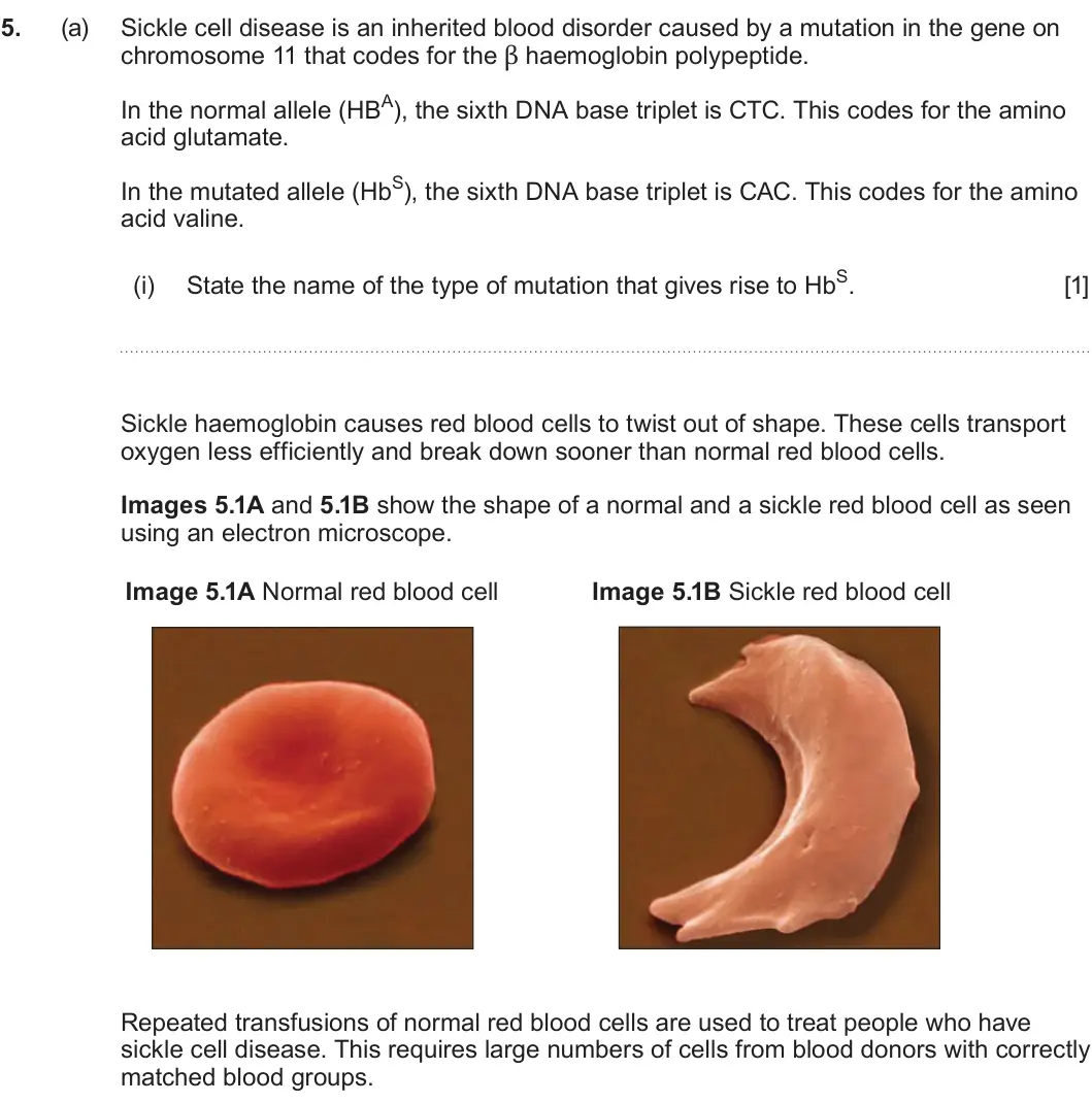 Summer 2025 Unit 4, question 5(a)(i): [1] Sickle haemoglobin causes red blood cells to twist out of shape. These cells transport oxygen less efficiently and break down sooner than normal red blood c