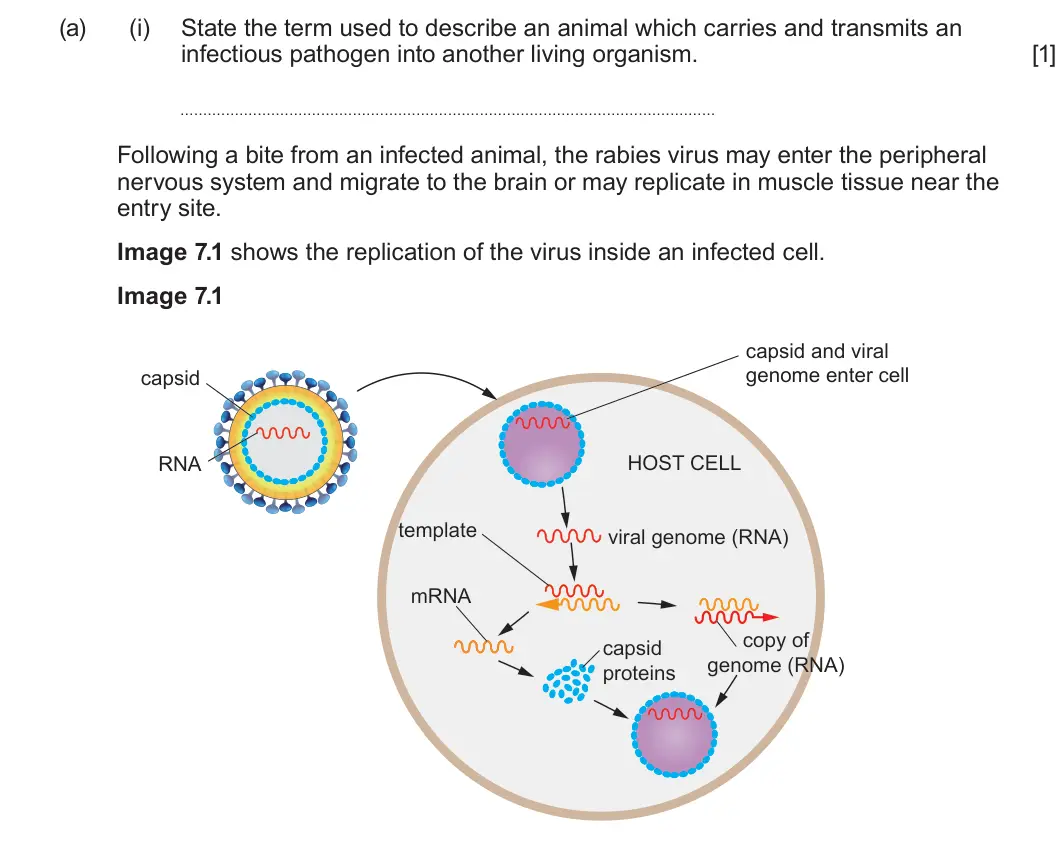 Summer 2025 Unit 4, question 7(a)(i): State the term used to describe an animal which carries and transmits an infectious pathogen into another living organism. [1] Following a bite from an infected
