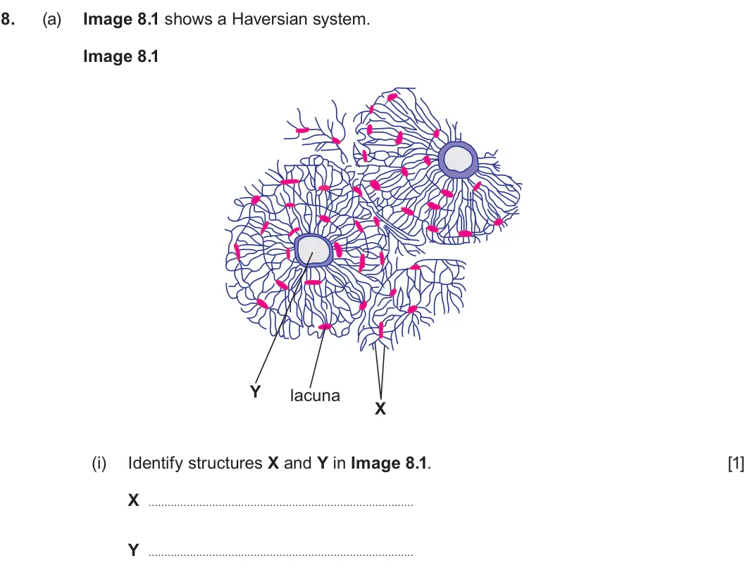 Summer 2025 Unit 4, question 8(a)(i): Identify structures X and Y in Image 8.1. [1] X Y