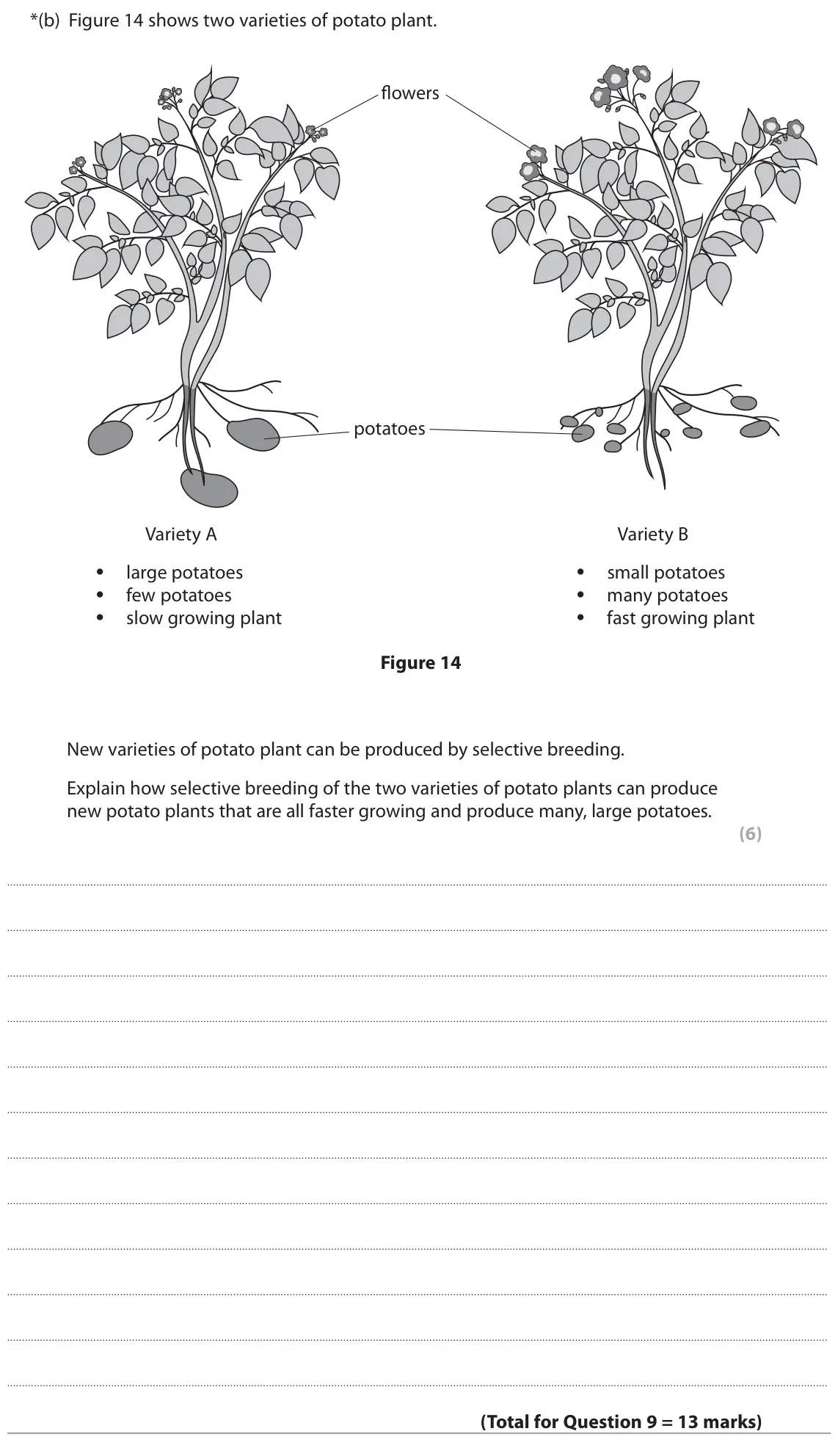 June 2018 Paper 1 Foundation, question 9(b): Figure 14 shows two varieties of potato plant. flowers potatoes Variety A Variety B • large potatoes • small potatoes • few potatoes • many potatoes • slow grow