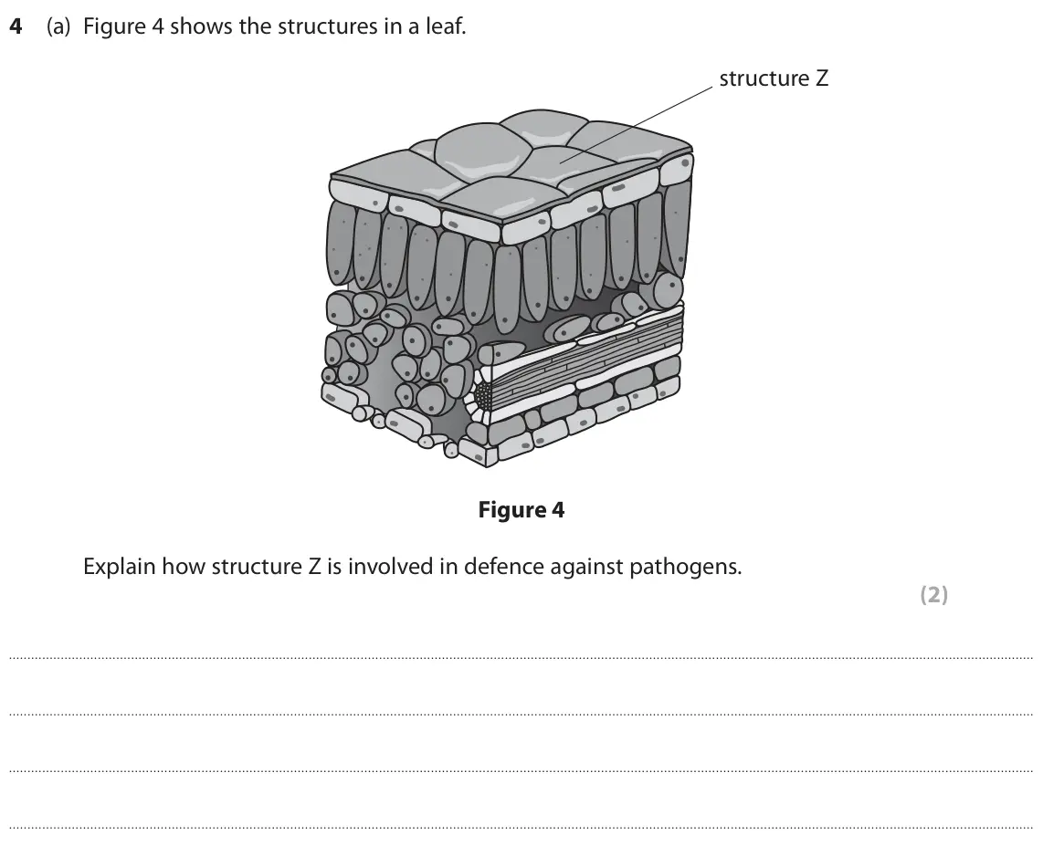 June 2019 Paper 1 Foundation, question 4(a): Figure 4 shows the structures in a leaf. structure Z Figure 4 Explain how structure Z is involved in defence against pathogens. (2)