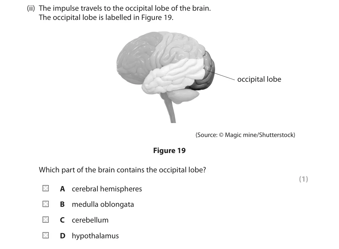 June 2022 Paper 1 Foundation, question 10(b)(ii): The impulse travels to the occipital lobe of the brain. The occipital lobe is labelled in Figure 19. occipital lobe (Source: © Magic mine/Shutterstock) Figure 1