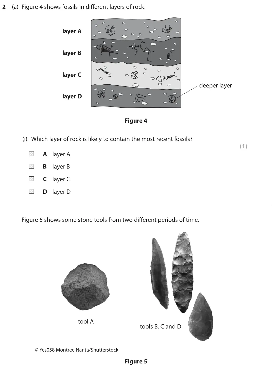 June 2023 Paper 1 Foundation, question 2(a)(i): Which layer of rock is likely to contain the most recent fossils? (1) A layer A B layer B C layer C D layer D Figure 5 shows some stone tools from two different
