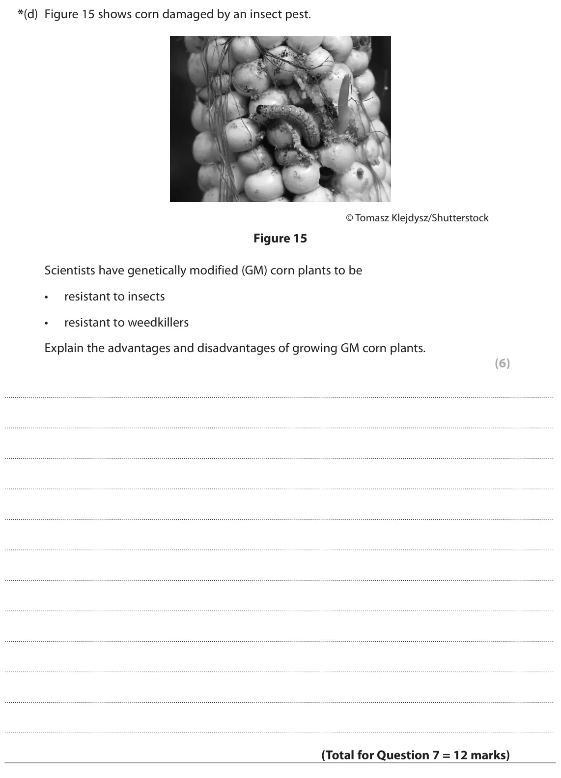 June 2023 Paper 1 Foundation, question 7(d): Figure 15 shows corn damaged by an insect pest. © Tomasz Klejdysz/Shutterstock Figure 15 Scientists have genetically modified (GM) corn plants to be • resistant