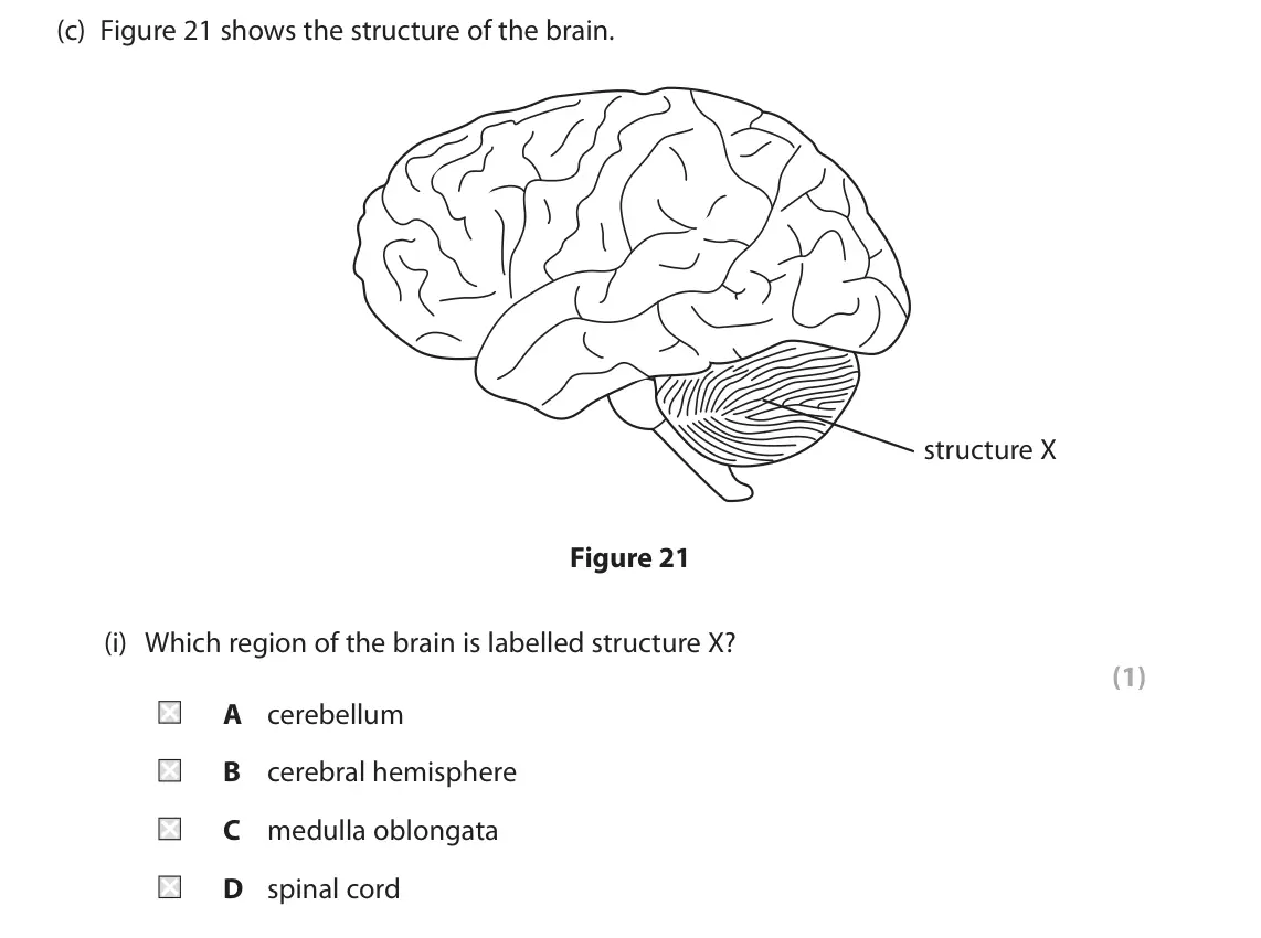 June 2023 Paper 1 Foundation, question 10(c)(i): Which region of the brain is labelled structure X? (1) A cerebellum B cerebral hemisphere C medulla oblongata D spinal cord