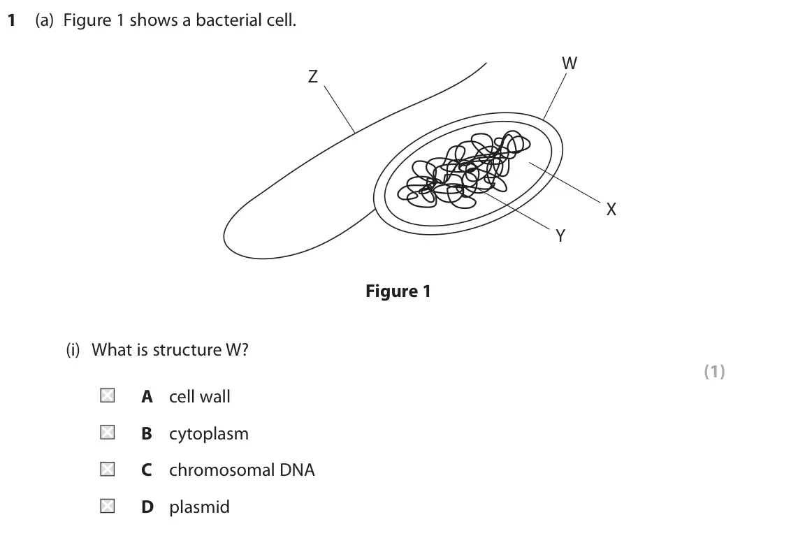 June 2024 Paper 1 Foundation, question 1(a)(i): What is structure W? (1) A cell wall B cytoplasm C chromosomal DNA D plasmid