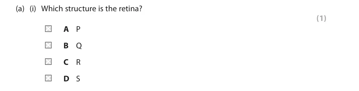 June 2024 Paper 1 Foundation, question 3(a)(i): Which structure is the retina? (1) A P B Q C R D S