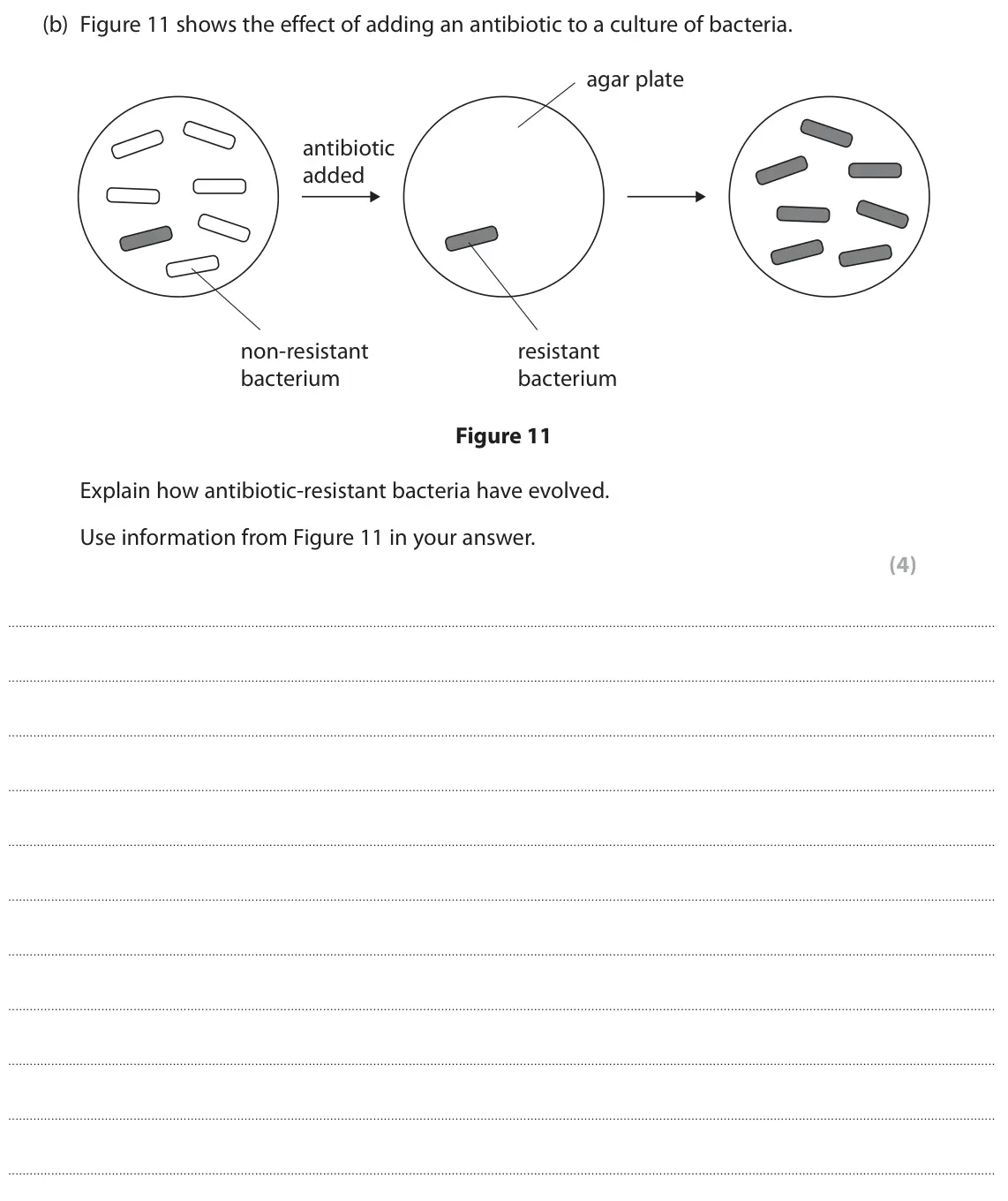 June 2024 Paper 1 Foundation, question 6(b): Figure 11 shows the effect of adding an antibiotic to a culture of bacteria. agar plate antibiotic added non‑resistant resistant bacterium bacterium Figure 11 E