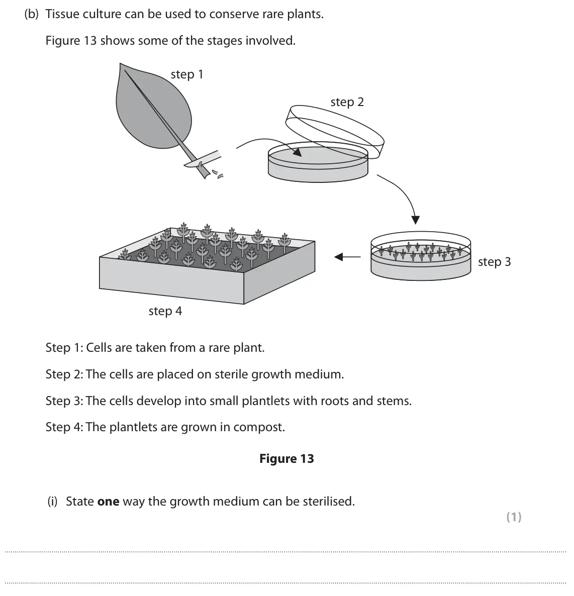 June 2024 Paper 1 Foundation, question 7(b)(i): State one way the growth medium can be sterilised. (1)