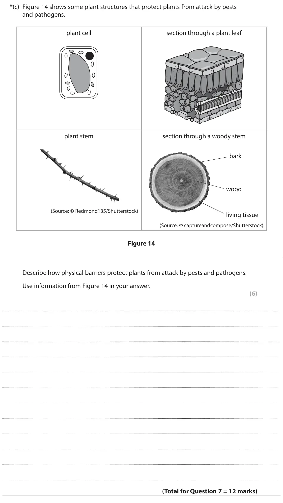 June 2024 Paper 1 Foundation, question 7(c): Figure 14 shows some plant structures that protect plants from attack by pests and pathogens. plant cell section through a plant leaf plant stem section through