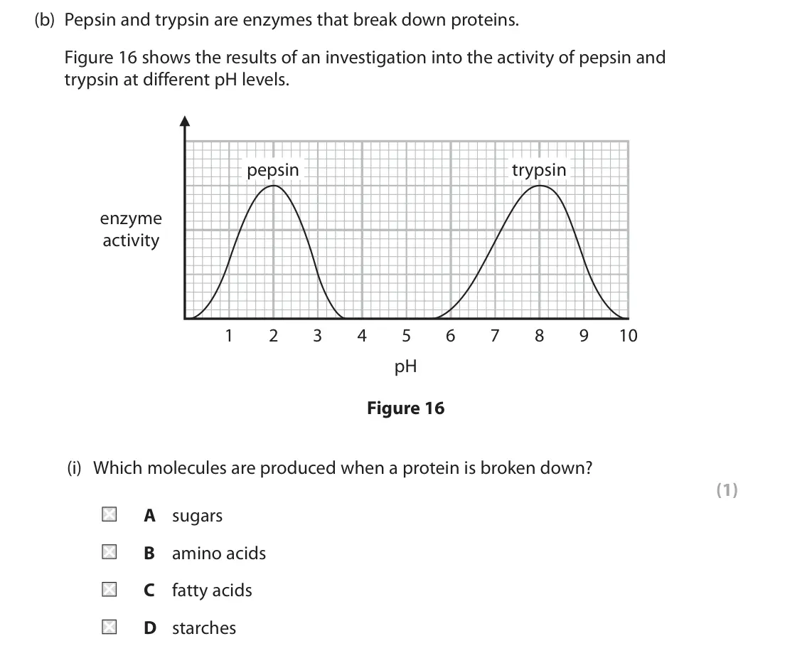June 2024 Paper 1 Foundation, question 8(b)(i): Which molecules are produced when a protein is broken down? (1) A sugars B amino acids C fatty acids D starches