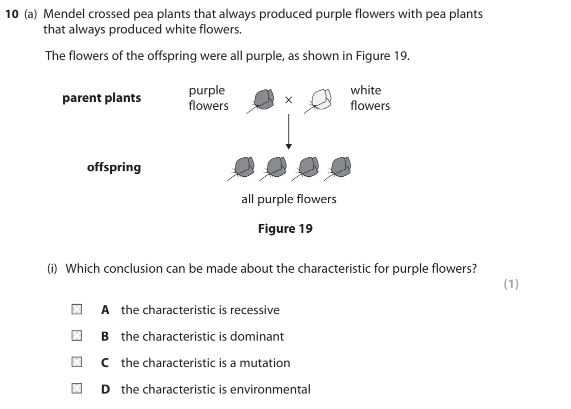 June 2024 Paper 1 Foundation, question 10(a)(i): Which conclusion can be made about the characteristic for purple flowers? (1) A the characteristic is recessive B the characteristic is dominant C the character