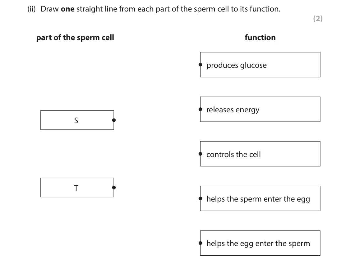 June 2025 Paper 1 Foundation, question 2(a)(ii): Draw one straight line from each part of the sperm cell to its function. (2) part of the sperm cell function produces glucose releases energy S controls the cel