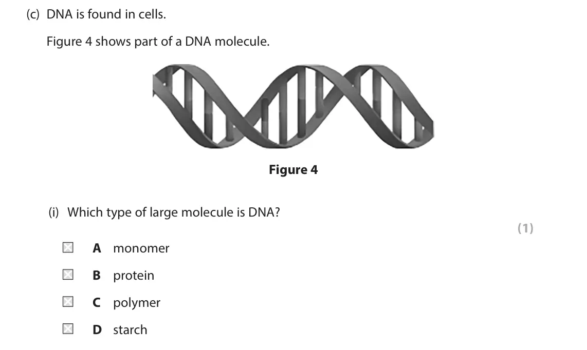 June 2025 Paper 1 Foundation, question 2(c)(i): Which type of large molecule is DNA? (1) A monomer B protein C polymer D starch