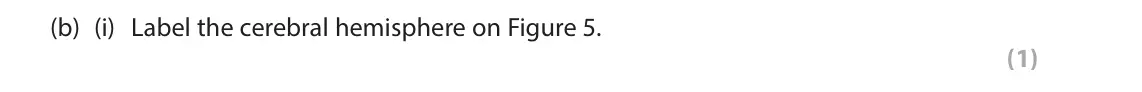 June 2025 Paper 1 Foundation, question 3(b)(i): Label the cerebral hemisphere on Figure 5. (1)