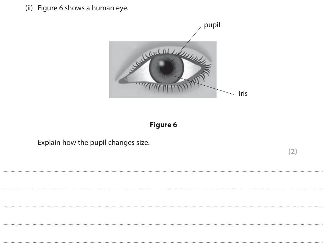 June 2025 Paper 1 Foundation, question 3(c)(ii): Figure 6 shows a human eye. pupil iris Figure 6 Explain how the pupil changes size. (2)