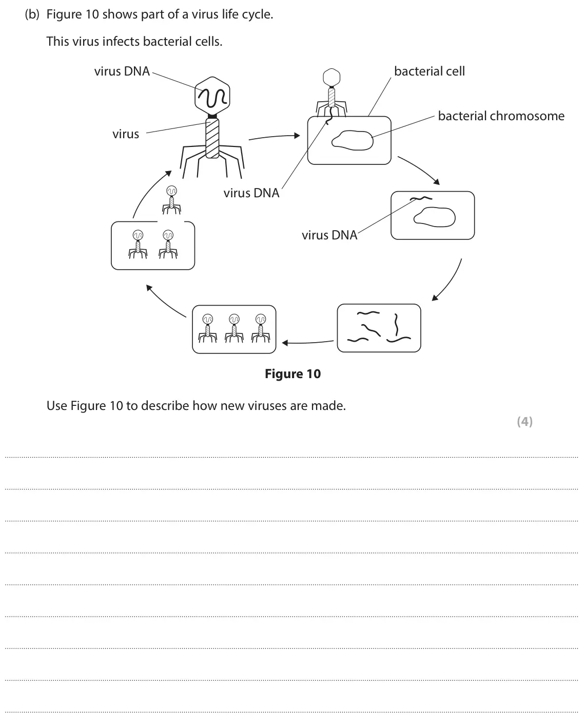 June 2025 Paper 1 Foundation, question 5(b): Figure 10 shows part of a virus life cycle. This virus infects bacterial cells. virus DNA bacterial cell bacterial chromosome virus virus DNA virus DNA Figure 1