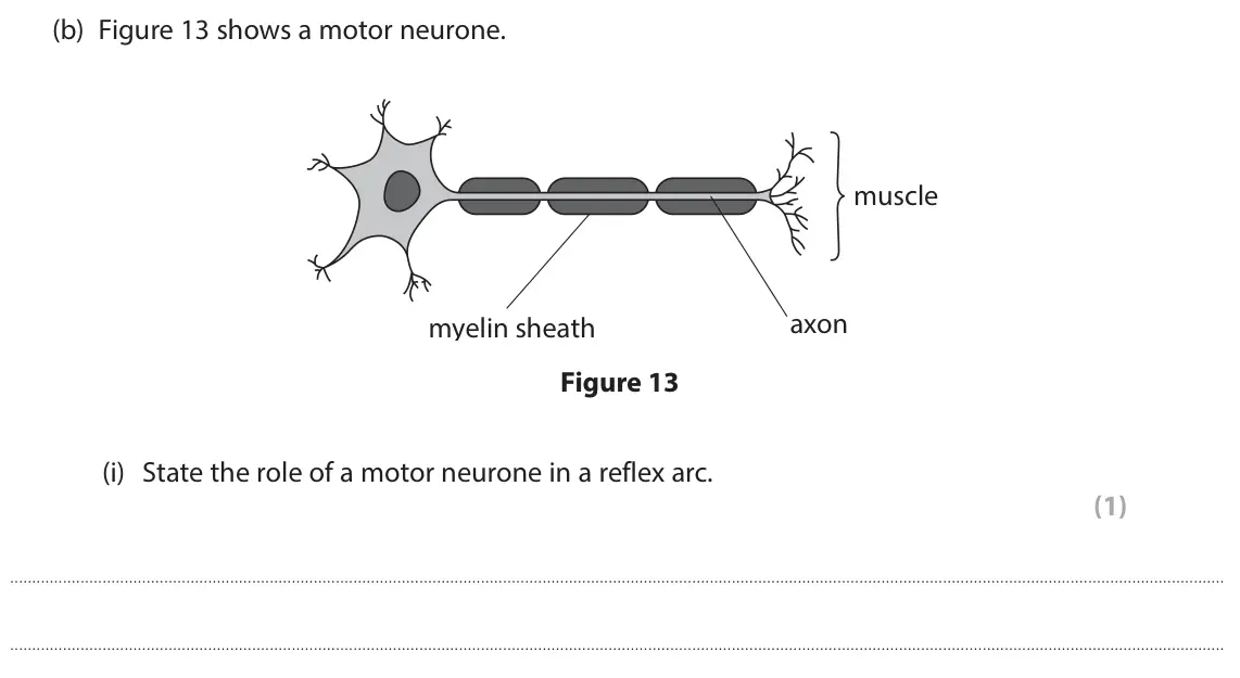 June 2025 Paper 1 Foundation, question 6(b)(i): State the role of a motor neurone in a reflex arc. (1)