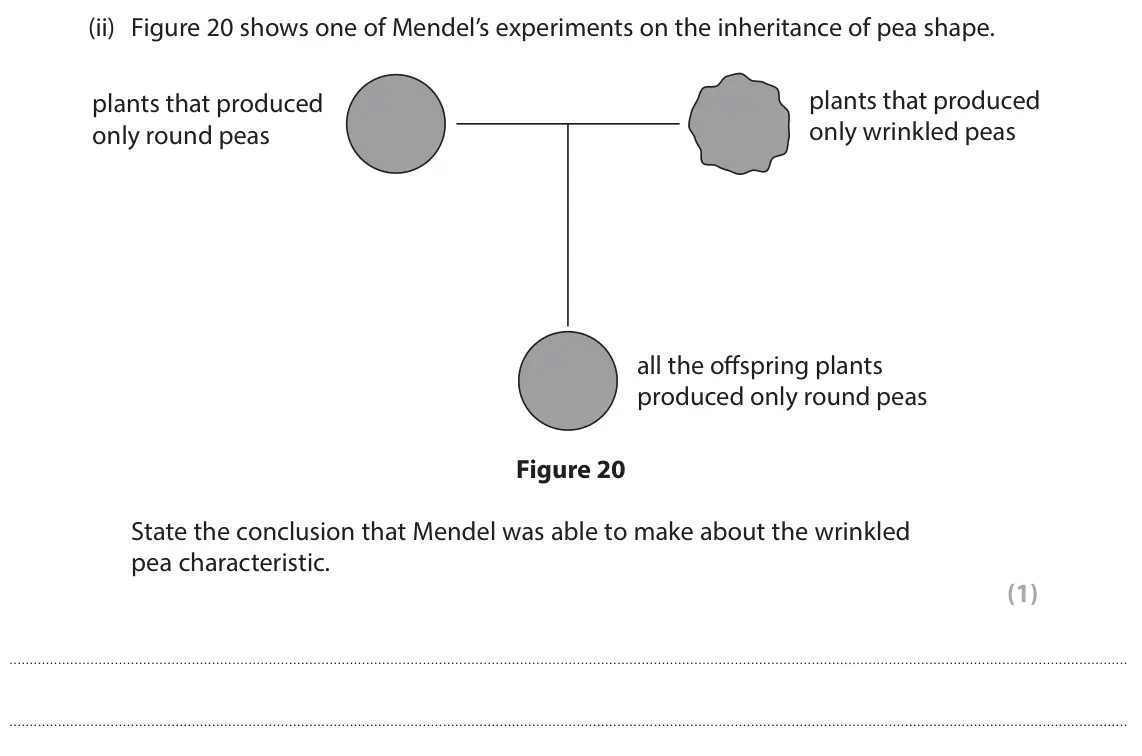 June 2025 Paper 1 Foundation, question 10(a)(ii): Figure 20 shows one of Mendel’s experiments on the inheritance of pea shape. plants that produced plants that produced only wrinkled peas only round peas all th