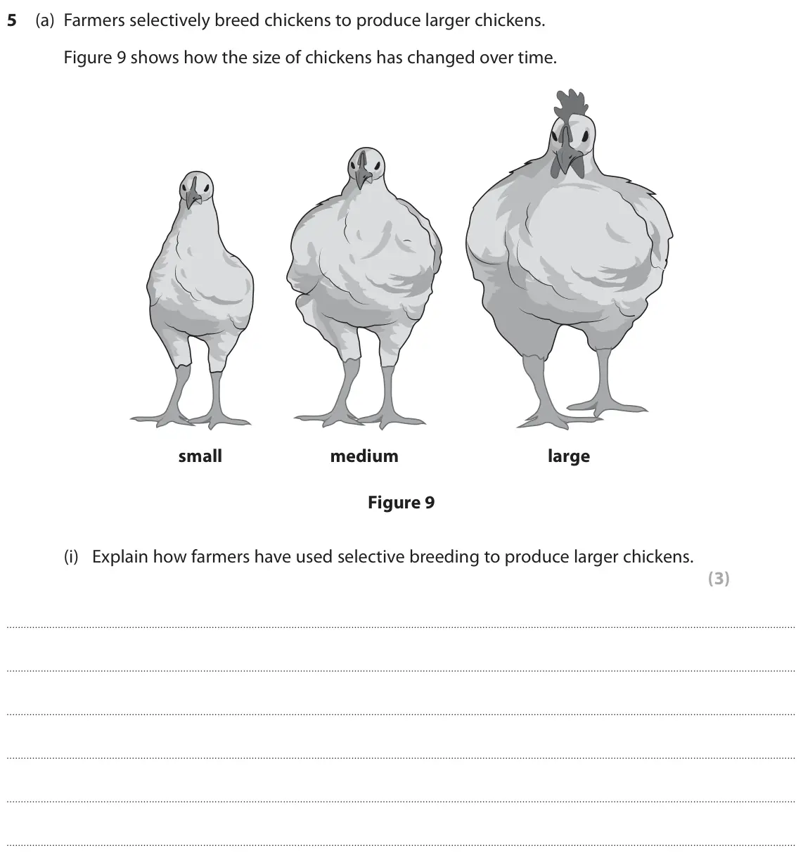 November 2020 Paper 1 Foundation, question 5(a)(i): Explain how farmers have used selective breeding to produce larger chickens. (3)