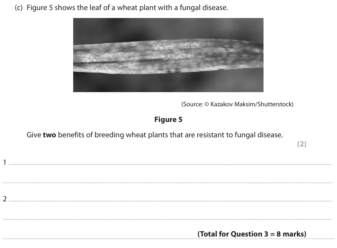 November 2021 Paper 1 Foundation, question 3(c): Figure 5 shows the leaf of a wheat plant with a fungal disease. (Source: © Kazakov Maksim/Shutterstock) Figure 5 Give two benefits of breeding wheat plants that