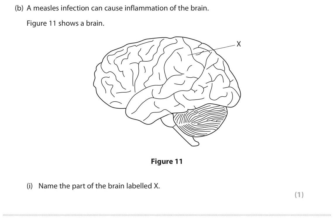 June 2019 Paper 1 Higher, question 7(b)(i): Name the part of the brain labelled X. (1)