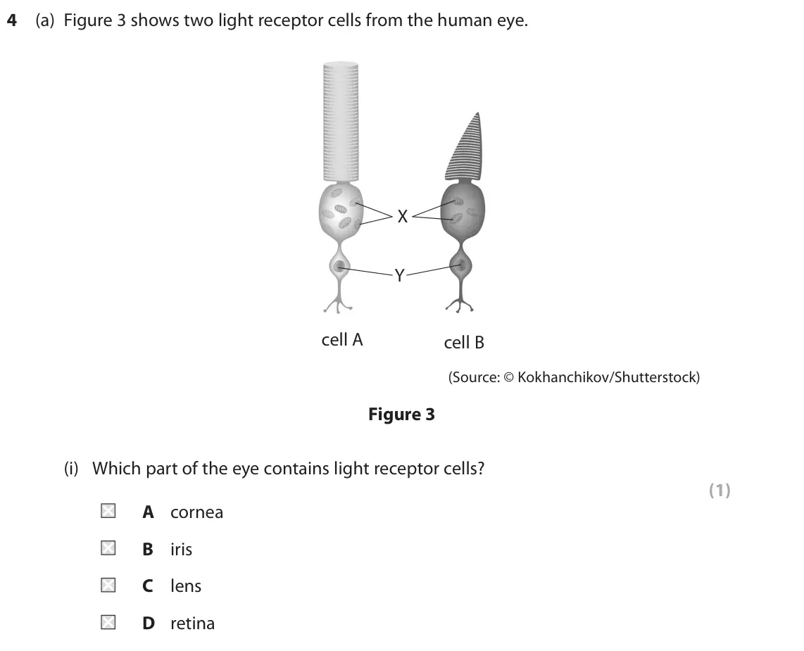 June 2022 Paper 1 Higher, question 4(a)(i): Which part of the eye contains light receptor cells? (1) A cornea B iris C lens D retina