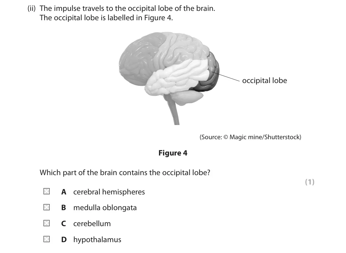 June 2022 Paper 1 Higher, question 4(b)(ii): The impulse travels to the occipital lobe of the brain. The occipital lobe is labelled in Figure 4. occipital lobe (Source: © Magic mine/Shutterstock) Figure 4