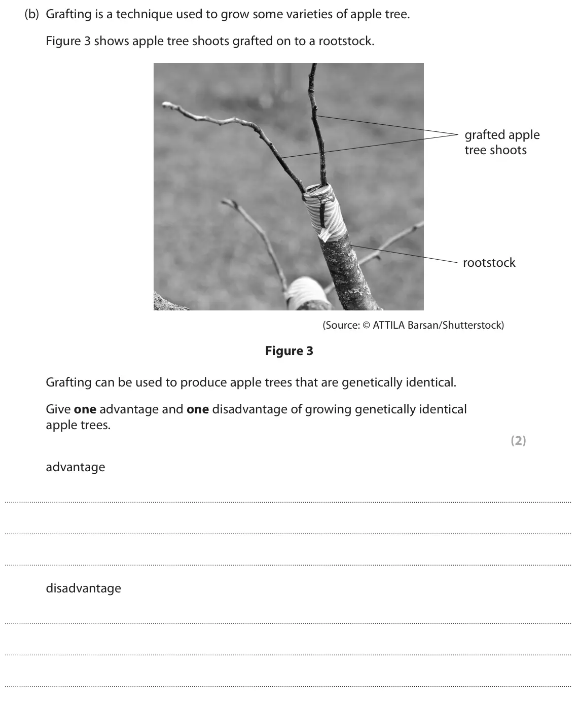 June 2023 Paper 1 Higher, question 2(b): Grafting is a technique used to grow some varieties of apple tree. Figure 3 shows apple tree shoots grafted on to a rootstock. grafted apple tree shoots rootsto