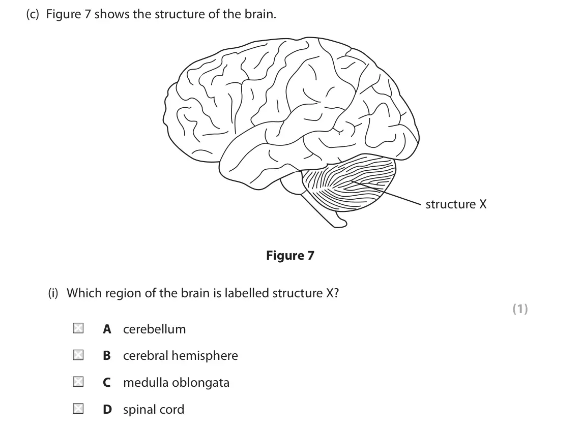 June 2023 Paper 1 Higher, question 4(c)(i): Which region of the brain is labelled structure X? (1) A cerebellum B cerebral hemisphere C medulla oblongata D spinal cord