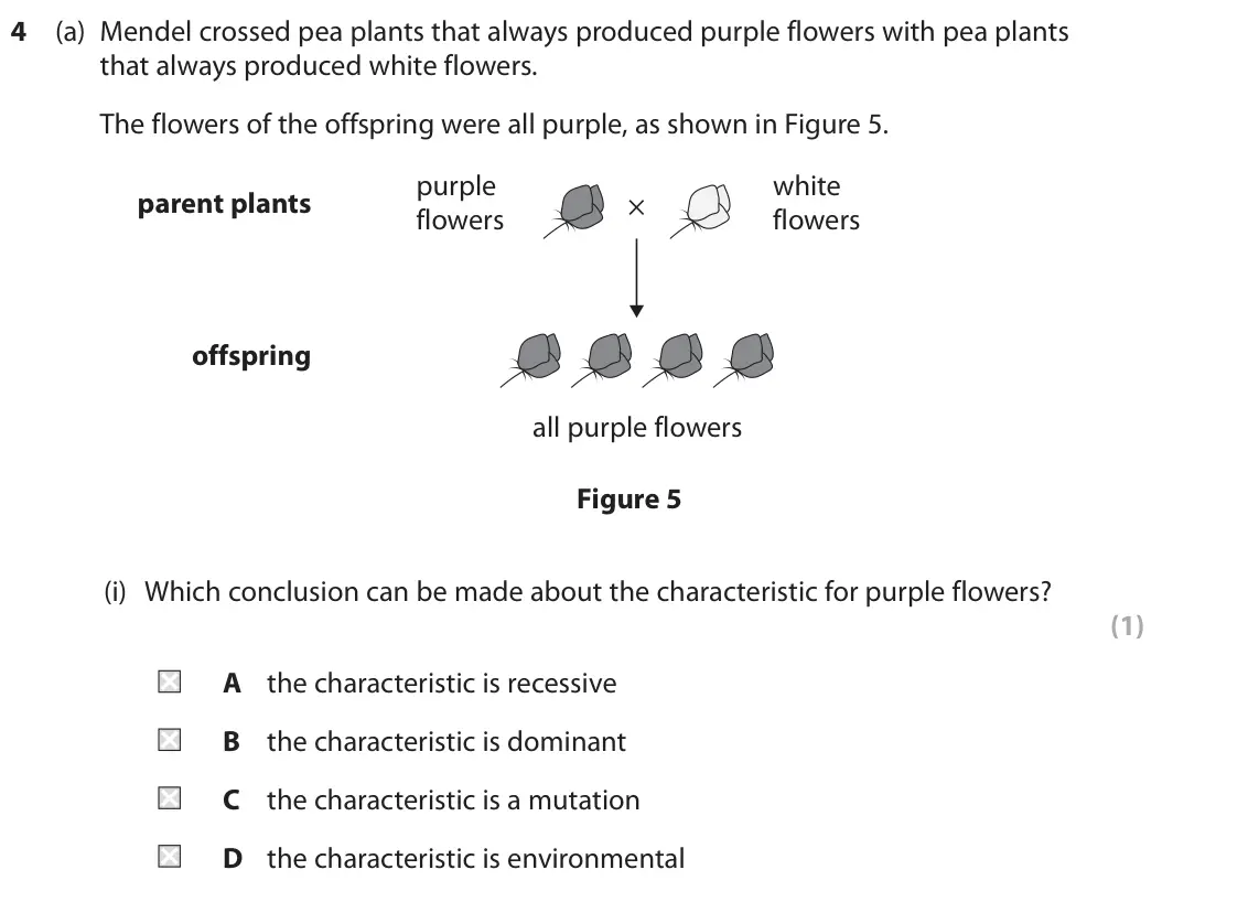 June 2024 Paper 1 Higher, question 4(a)(i): Which conclusion can be made about the characteristic for purple flowers? (1) A the characteristic is recessive B the characteristic is dominant C the character