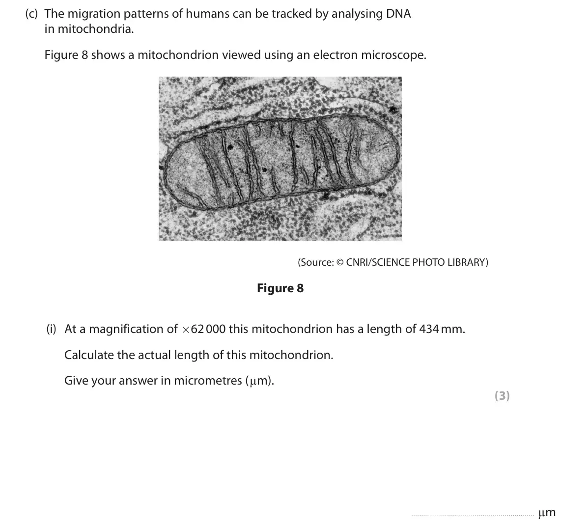 June 2024 Paper 1 Higher, question 6(c)(i): At a magnification of ×62 000 this mitochondrion has a length of 434 mm. Calculate the actual length of this mitochondrion. Give your answer in micrometres (µm)