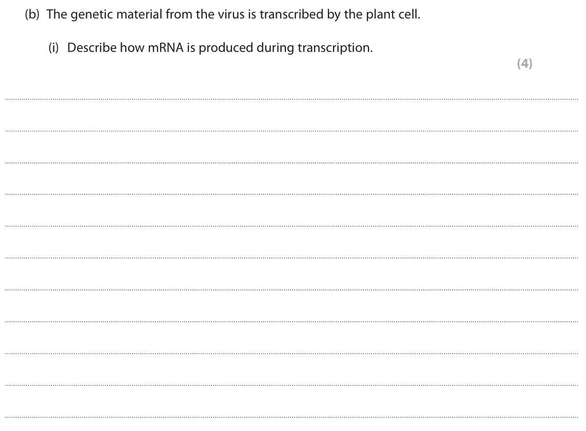 June 2024 Paper 1 Higher, question 7(b)(i): Describe how mRNA is produced during transcription. (4)
