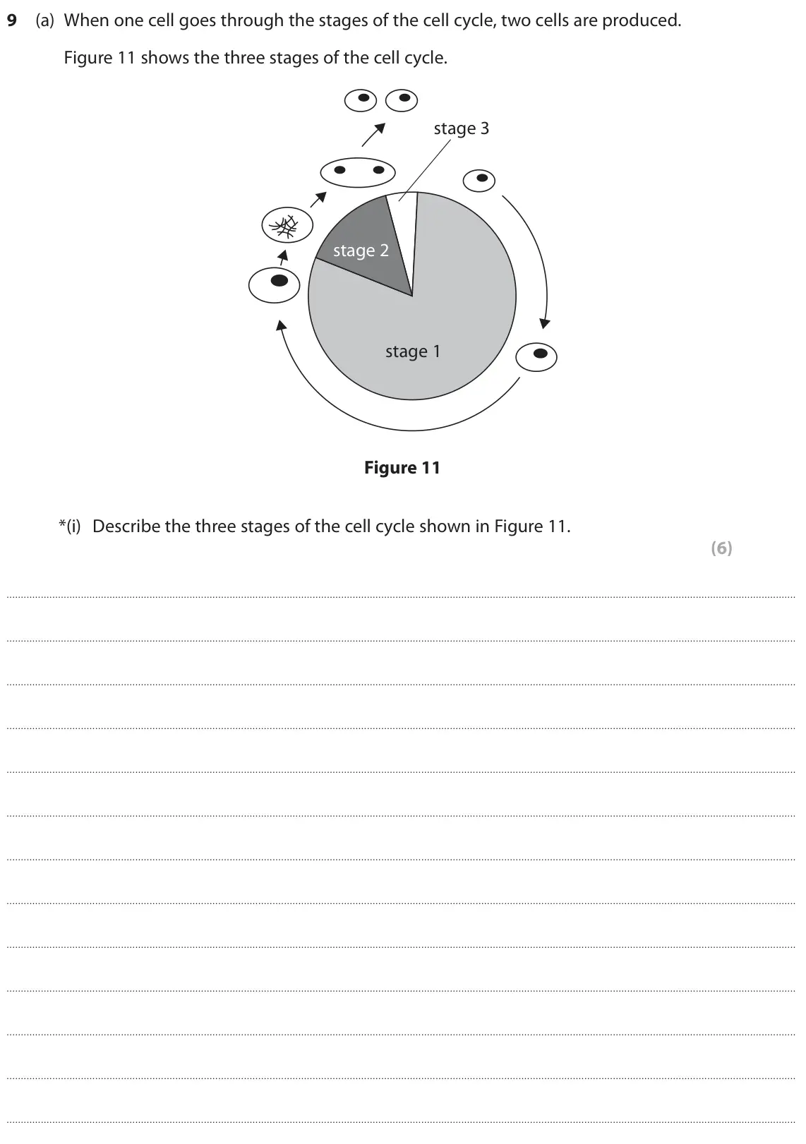 June 2024 Paper 1 Higher, question 9(a)(i): Describe the three stages of the cell cycle shown in Figure 11. (6)