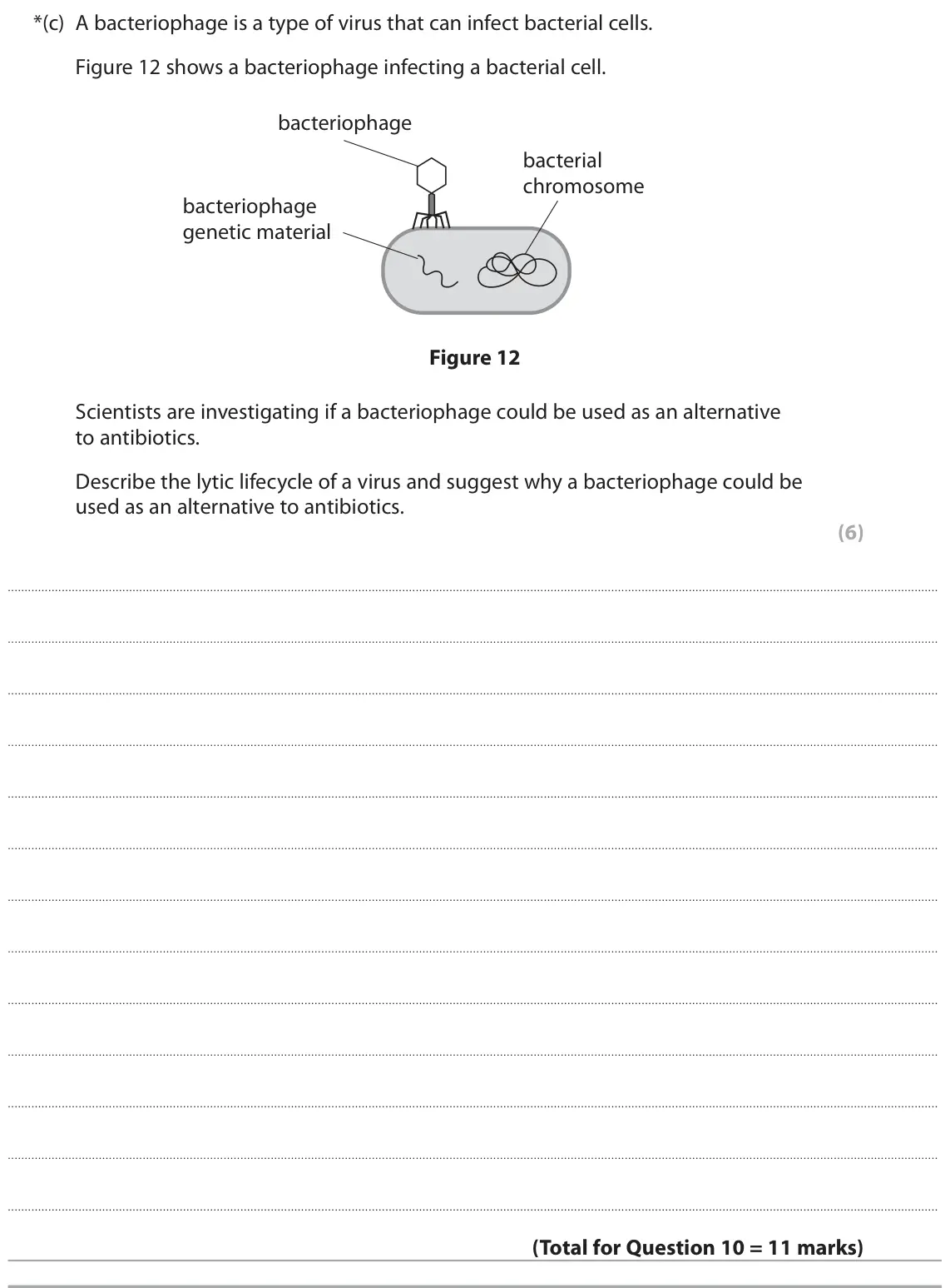 June 2024 Paper 1 Higher, question 10(c): A bacteriophage is a type of virus that can infect bacterial cells. Figure 12 shows a bacteriophage infecting a bacterial cell. bacteriophage bacterial chromoso