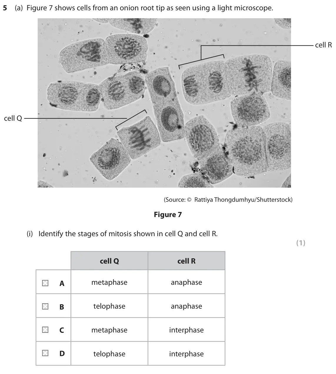 November 2021 Paper 1 Higher, question 5(a)(i): Identify the stages of mitosis shown in cell Q and cell R. (1) cell Q cell R metaphase anaphase A telophase anaphase B C metaphase interphase D telophase interp