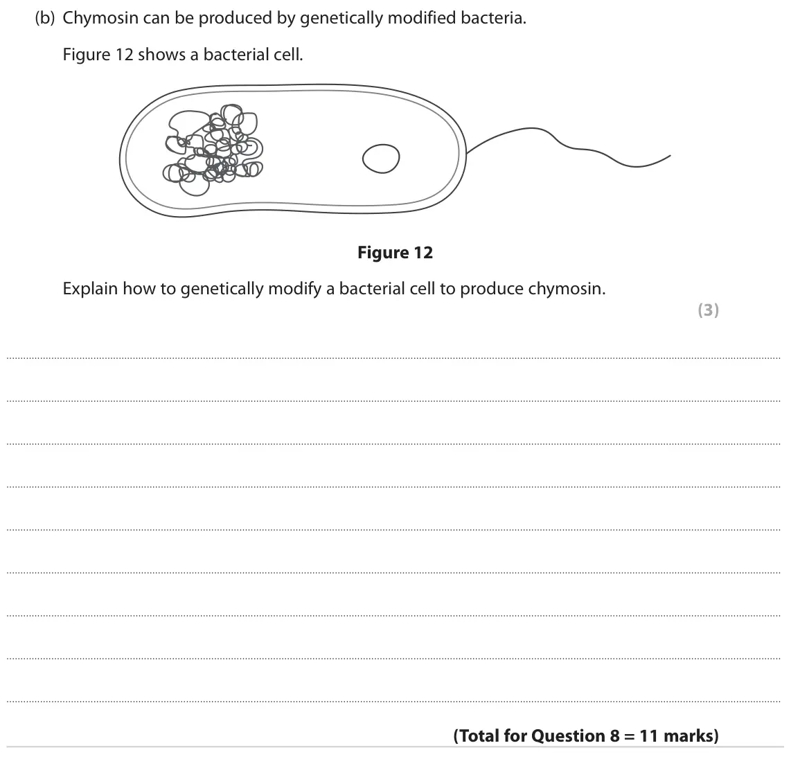 November 2021 Paper 1 Higher, question 8(b): Chymosin can be produced by genetically modified bacteria. Figure 12 shows a bacterial cell. Figure 12 Explain how to genetically modify a bacterial cell to pro