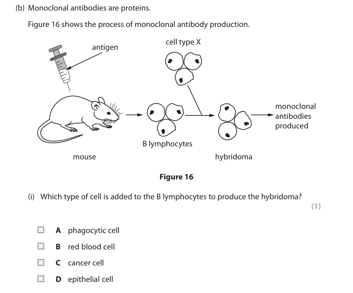 November 2021 Paper 1 Higher, question 10(b)(i): Which type of cell is added to the B lymphocytes to produce the hybridoma? (1) A phagocytic cell B red blood cell C cancer cell D epithelial cell