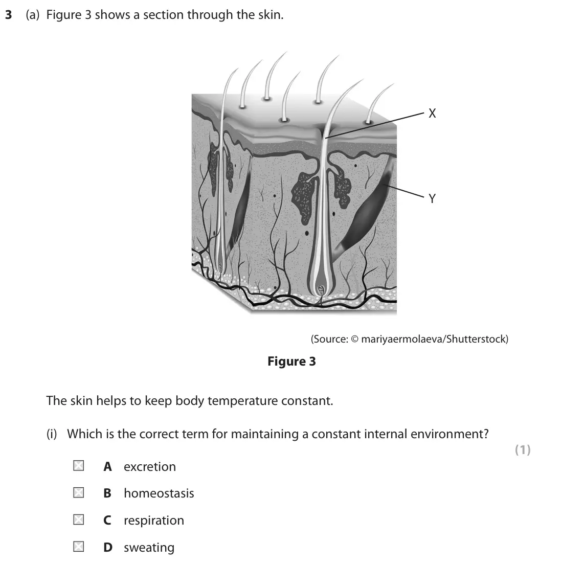 June 2022 Paper 2 Foundation, question 3(a)(i): Which is the correct term for maintaining a constant internal environment? (1) A excretion B homeostasis C respiration D sweating