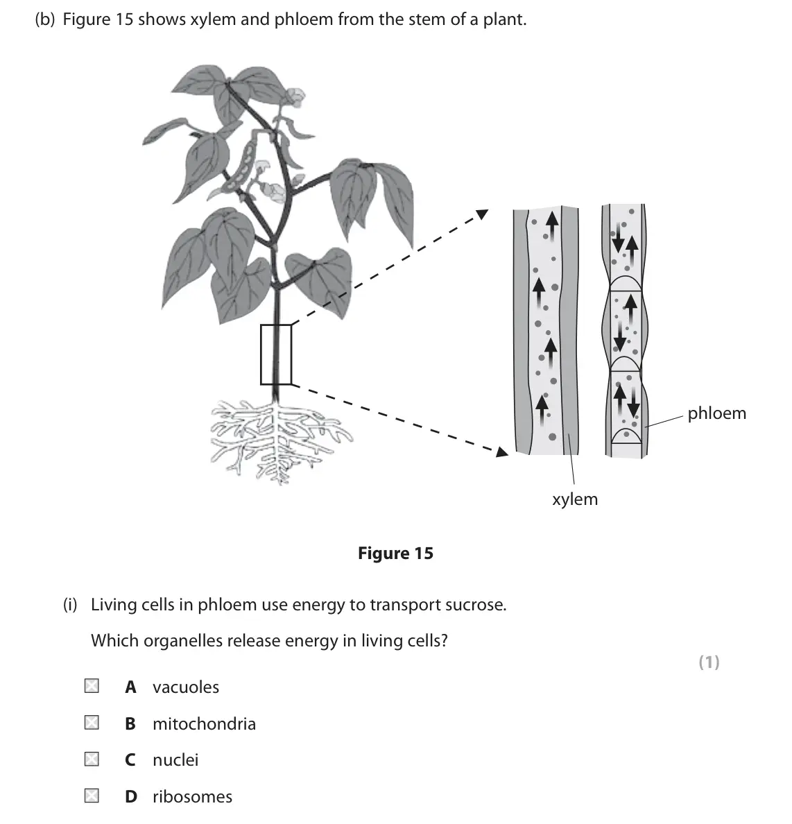 June 2022 Paper 2 Foundation, question 8(b)(i): Living cells in phloem use energy to transport sucrose. Which organelles release energy in living cells? (1) A vacuoles B mitochondria C nuclei D ribosomes