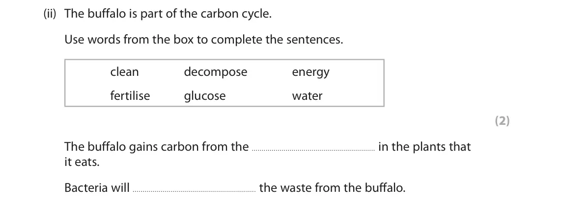 June 2023 Paper 2 Foundation, question 1(a)(ii): The buffalo is part of the carbon cycle. Use words from the box to complete the sentences. clean decompose energy fertilise glucose water (2) The buffalo gains