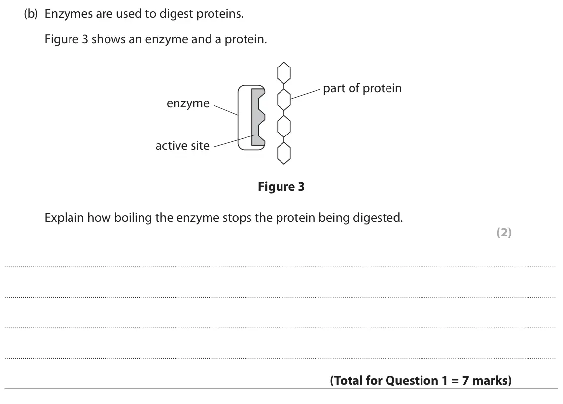 June 2023 Paper 2 Foundation, question 1(b): Enzymes are used to digest proteins. Figure 3 shows an enzyme and a protein. part of protein enzyme active site Figure 3 Explain how boiling the enzyme stops th