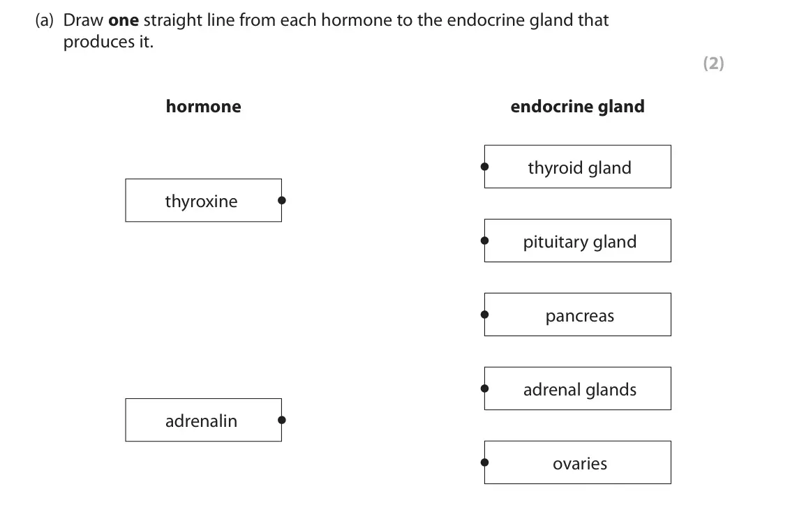June 2023 Paper 2 Foundation, question 4(a): Draw one straight line from each hormone to the endocrine gland that produces it. (2) hormone endocrine gland thyroid gland thyroxine pituitary gland pancreas a
