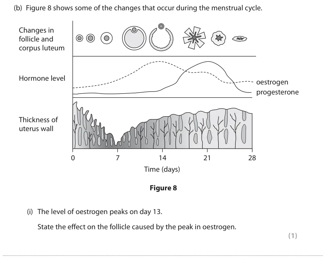 June 2023 Paper 2 Foundation, question 4(b)(i): The level of oestrogen peaks on day 13. State the effect on the follicle caused by the peak in oestrogen. (1)