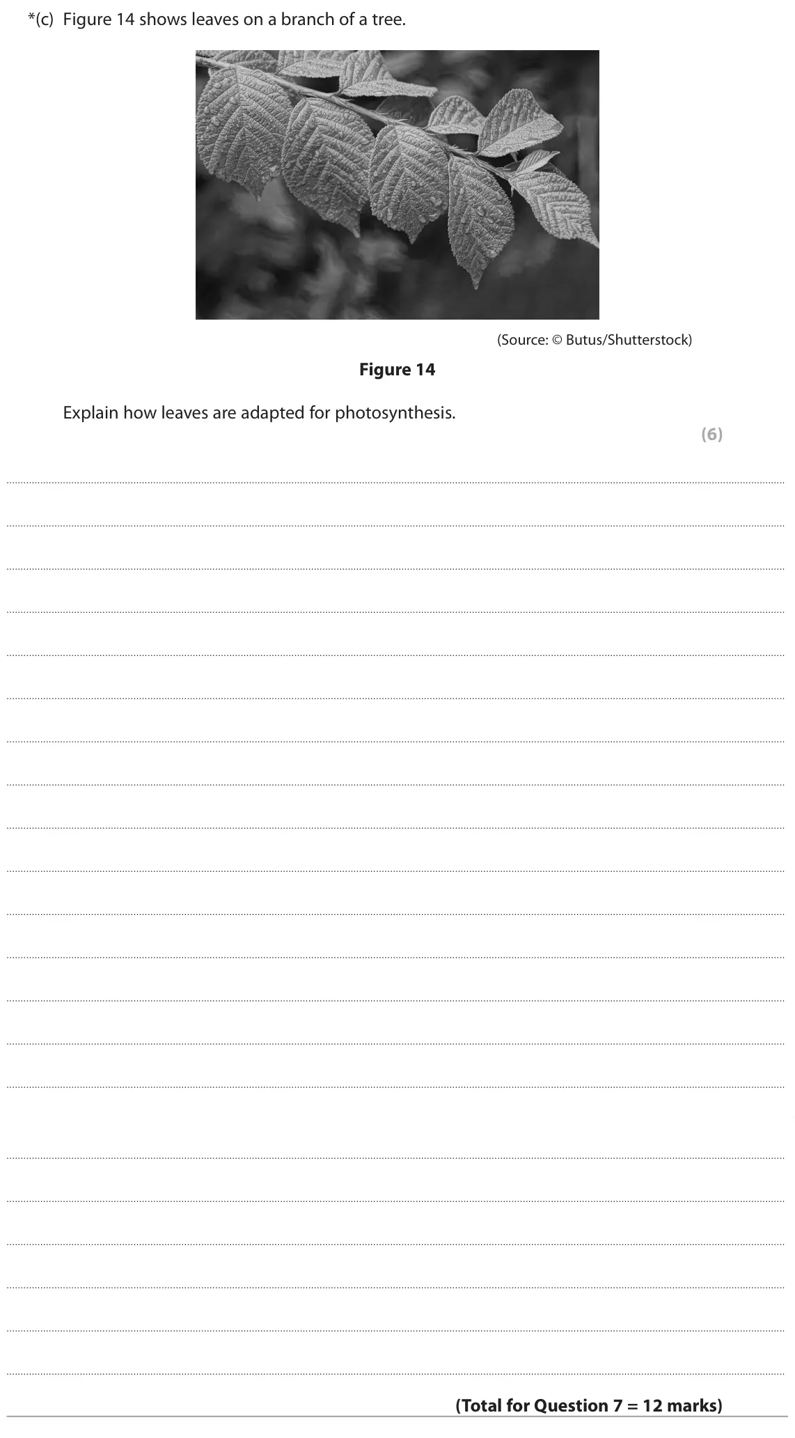 June 2023 Paper 2 Foundation, question 7(c): Figure 14 shows leaves on a branch of a tree. (Source: © Butus/Shutterstock) Figure 14 Explain how leaves are adapted for photosynthesis. (6)