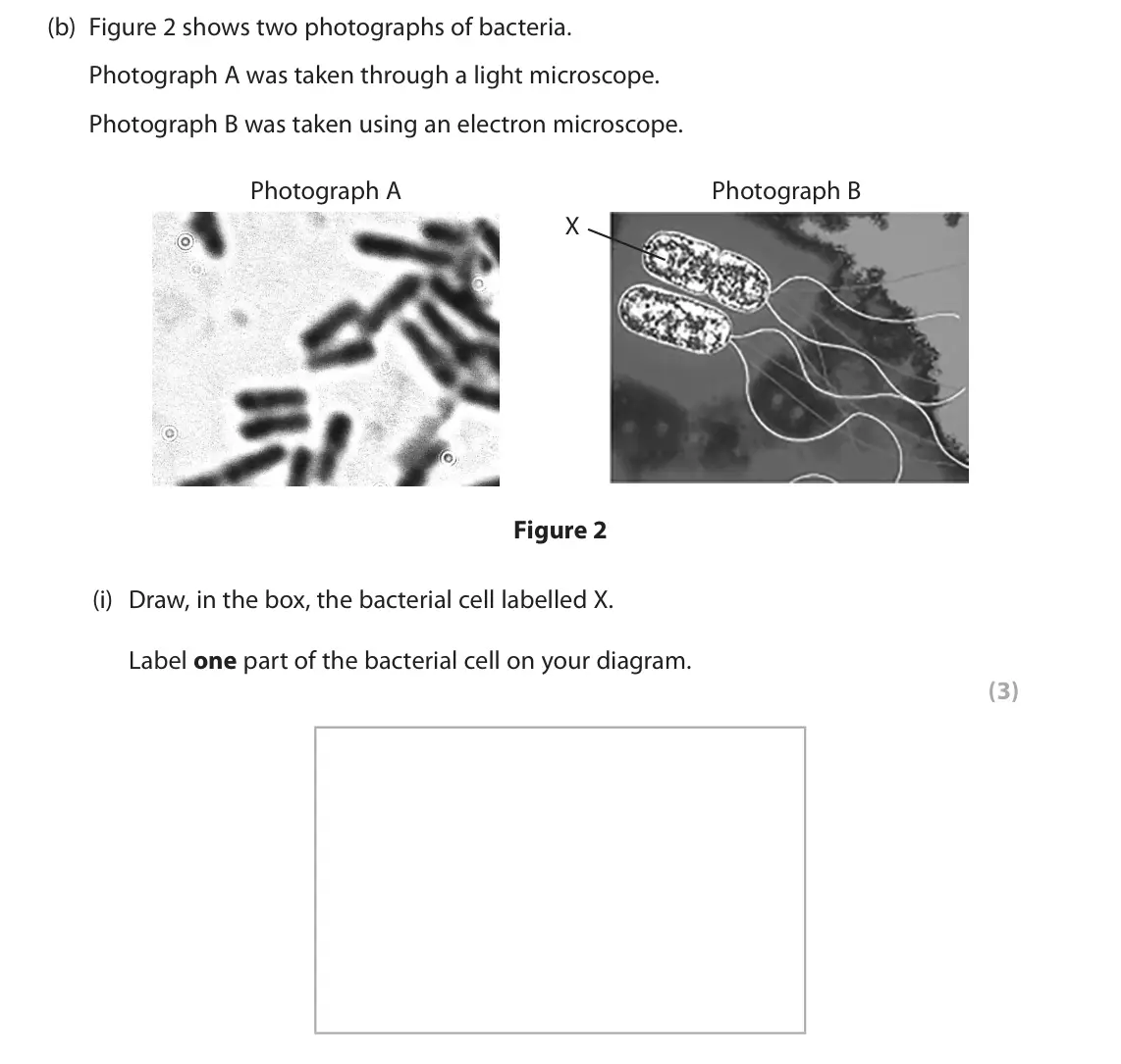 June 2024 Paper 2 Foundation, question 1(b)(i): Draw, in the box, the bacterial cell labelled X. Label one part of the bacterial cell on your diagram. (3)
